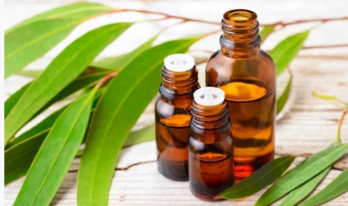 EUCALYPTUS OIL - Bhaskara Biotech